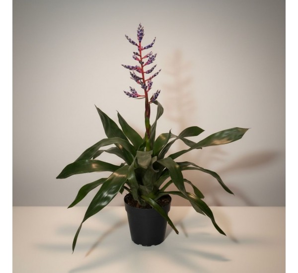 Eşmeya (Aechmea) Bitkisi